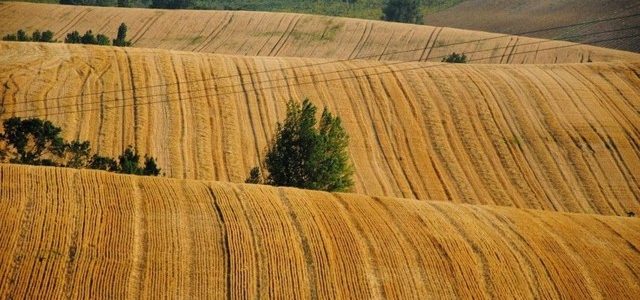 Европарламент заблокировал квоты на украинскую пшеницу и томаты