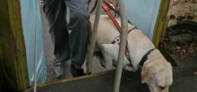 В Киеве на Бортничах отравили собаку-поводыря, инвалид лишился единственного друга