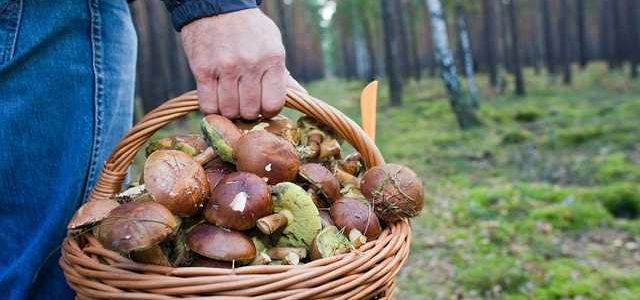 На Чернігівщині неадекват жорстоко вбив чоловіка за зібрані гриби