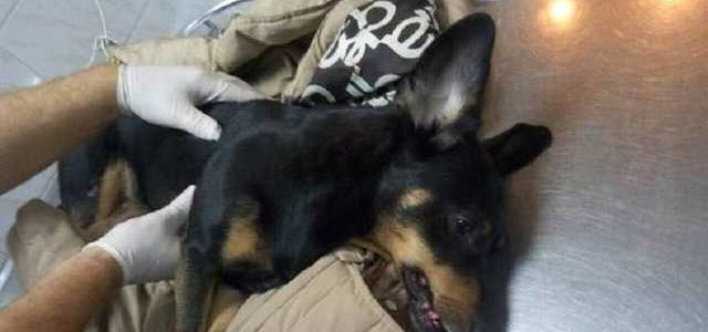 В Одессе пьяный хозяин выкинул собаку с седьмого этажа