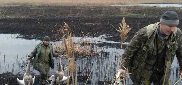 На Днепропетровщине “зоозащитники” ради забавы расстреляли краснокнижных лебедей