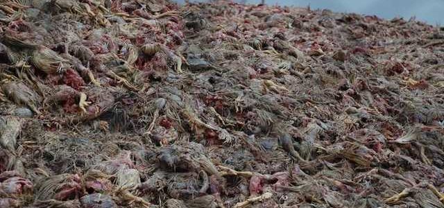 В Киевской области обнаружен могильник Гавриловських курчат с тоннами гнилого мяса
