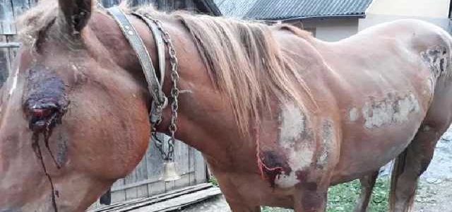 На Закарпатье пьяный живодер привязал коня к машине и волок его по селу