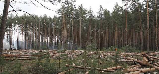 Теперь за вывоз леса из Украины – тюрьма: подробности