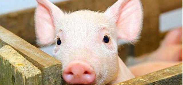Через африканську чуму на Херсонщині знищили понад п’ять тисяч свиней