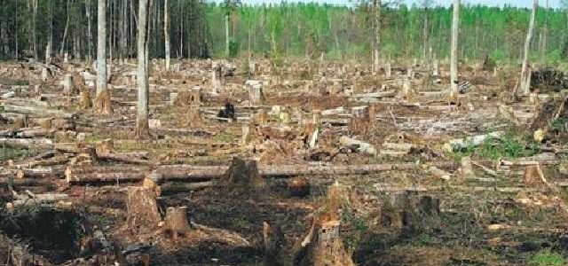 Полісся іде в топку: ліси на Житомирщині знищують заради «лівої» деревини та деревного вугілля