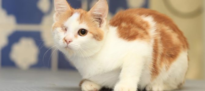5 лет за глаз котенка: какие приговоры за жестокое обращение с животными выносят суды Днепропетровщины