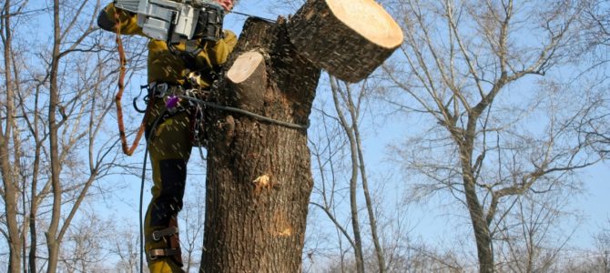 Мэрия Днепра вырубит деревья в школах и садиках за 3,4 миллиона гривен