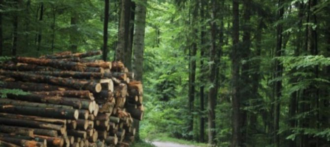 Лес воруют, землю отбирают: как «работают» лесничества Киевской области