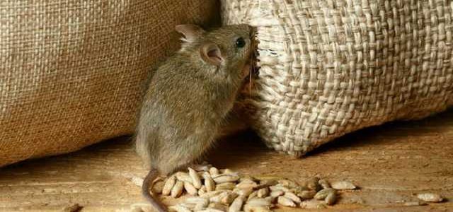 Мыши сожрали: тонны зерна на 800 миллионов “испарились” из хранилищ Госрезерва