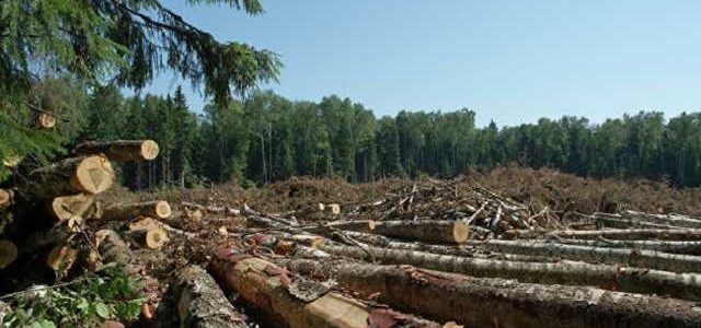 Ущерб на 10 млн грн: на Закарпатье разоблачили чиновников, которые “не замечали” незаконную вырубку лесов