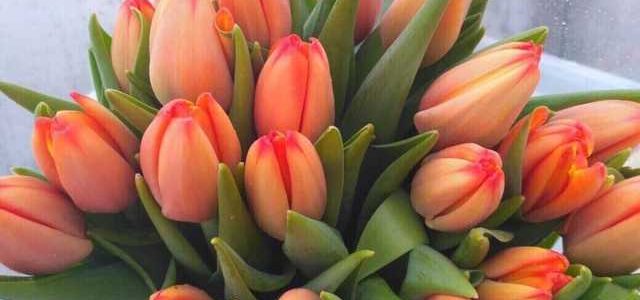 Мэр Днепра Филатов накупил цветов на 8 марта по космическим ценам почти на полтора миллиона