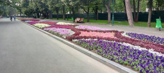 Какие цветы и в каких парках Днепра высадят в этом году за 3 миллиона гривен