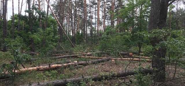 Депутаты Обуховского городского совета отправили 18 гектаров леса под застройку